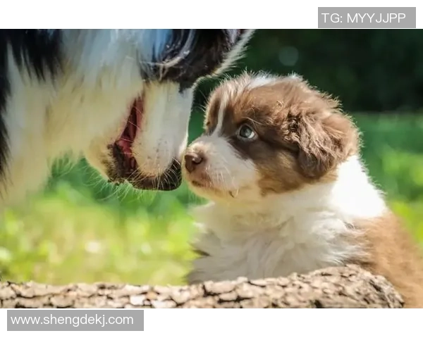 狗子足球：探索宠物与运动结合的乐趣与健康之道