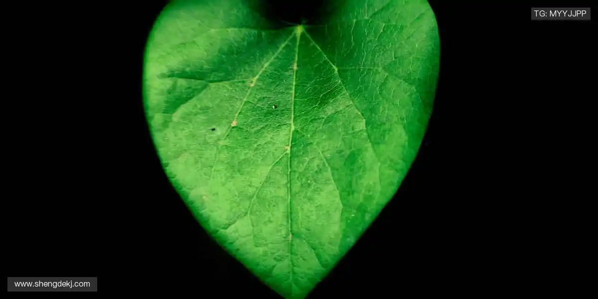 📱多屏同步，随时随地捕捉精彩瞬间！📻